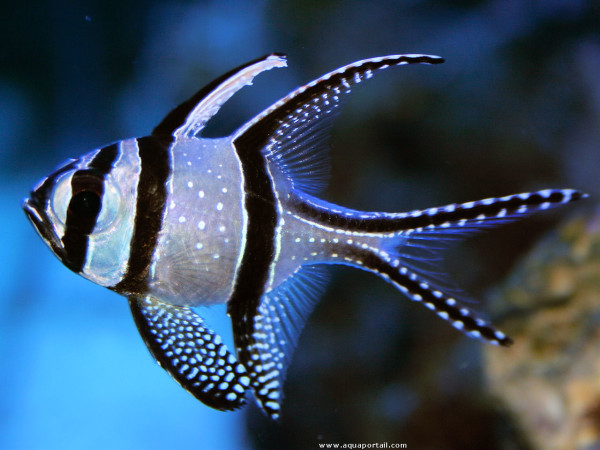 Pterapogon-kauderni-600x450.