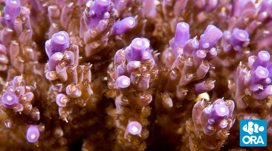 purplenana_zpsopotahyr.