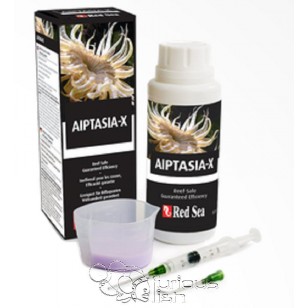 red-sea-aiptasia-x.
