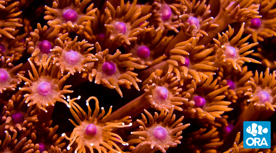 redgoniopora_zpsoy8w4djp.