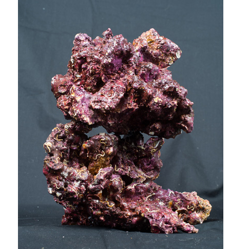 roca-1.
