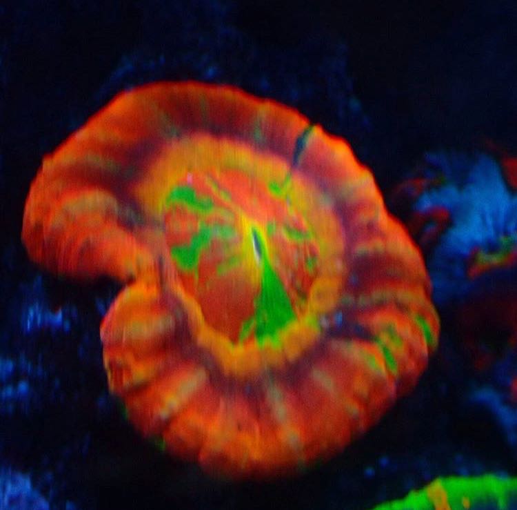 S0050.
