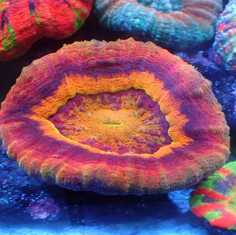 S0051.