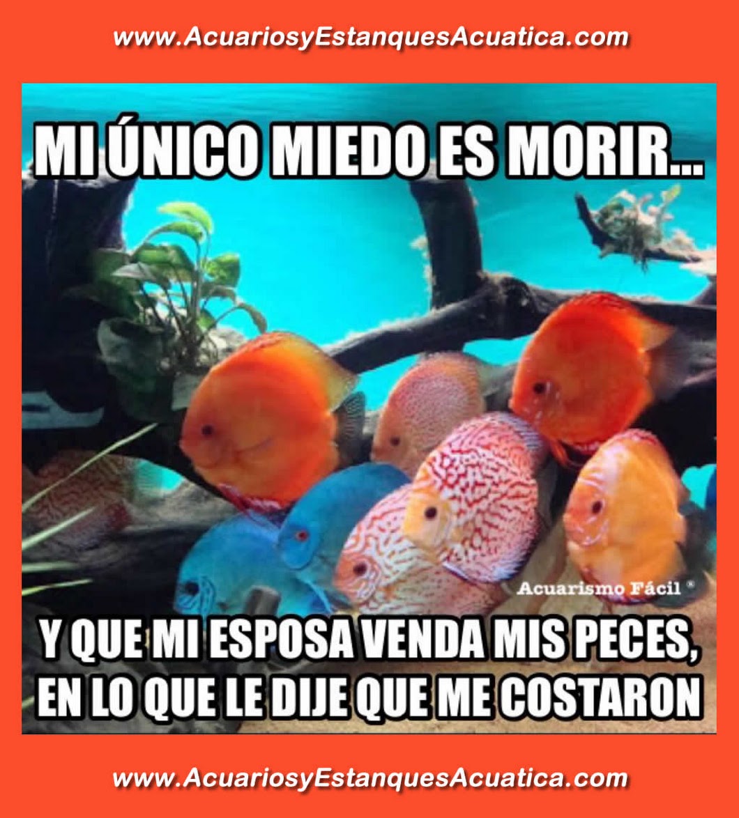www.acuariosyestanquesacuatica.com-discos-peces-acuario-chiste.