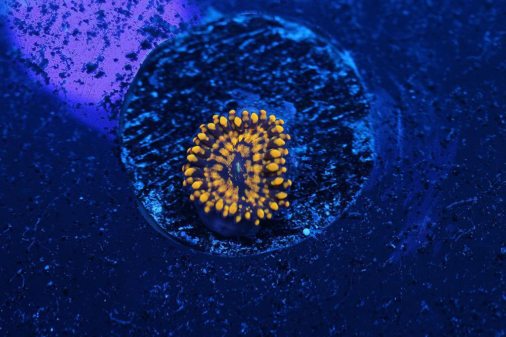zoa.