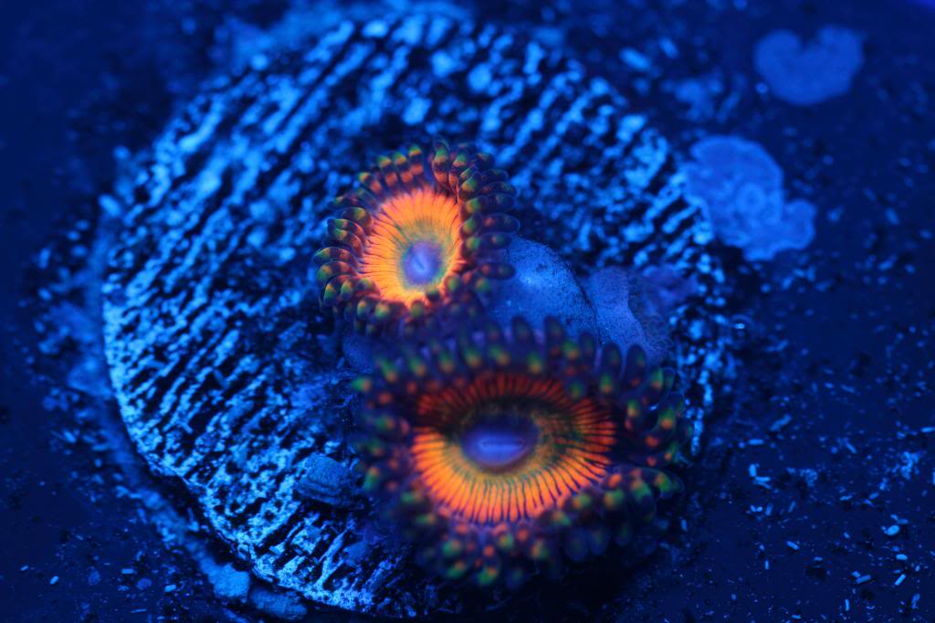 zoa2.