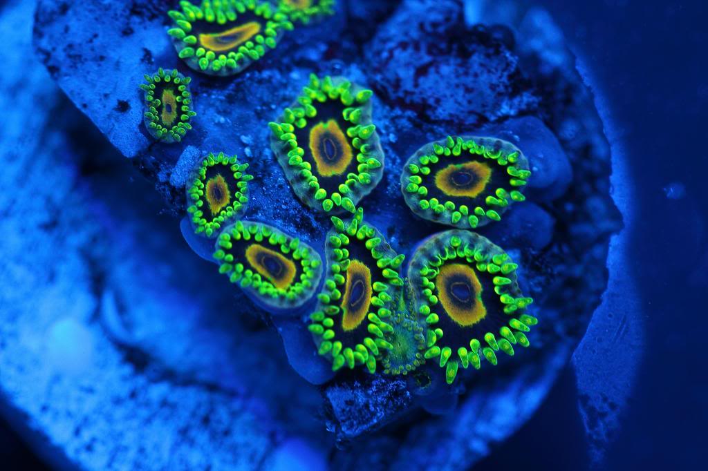 zoa4.