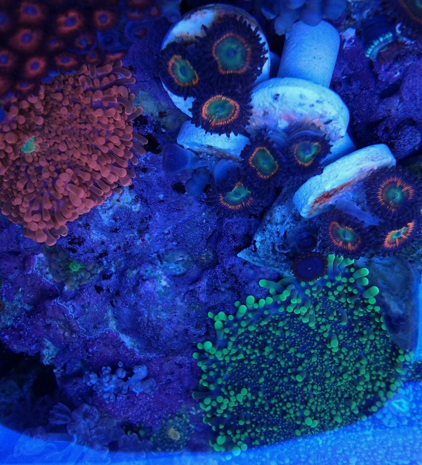 zoas 6.