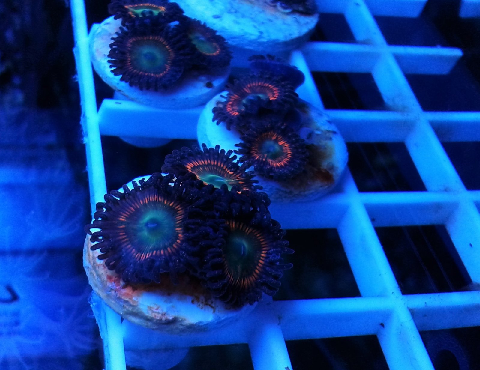 zoas.