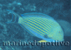 clown_tang_937.