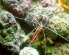 cleaner_shrimp_valentini_puffer.