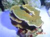 coral_002.
