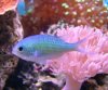 chromis_viridis.