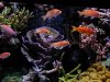anthias.