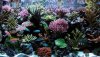 chromis.