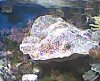 hard_coral.