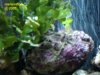 2_alga.