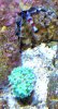 cam_frog_154.