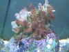 coral_duro_495.