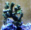 acro_verde_756.