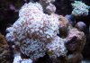 hammer_frog_115.