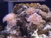 dsc00936_114.
