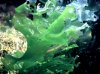 ulva_lactuca3_693.