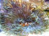 anemonapays.