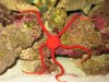 354_redserpentnew180g.