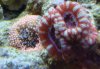 Acan-Rics.