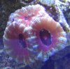 acan.
