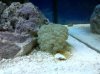 coral burbuja 2.
