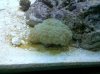coral burbuja.