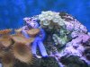 aquarium starfish2.