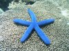 estrella azul.