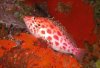 Bodianus_oxycephalus.