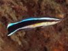 lrg_Labroides_dimidiatus.