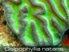 Colpophyllia-natans.