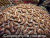 Colpophyllia-natans-2.