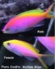 Pseudanthias_bartlettorum.