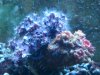CORAL.