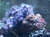 CORAL1.