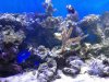 acuario.