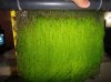 algae scrubber maduro.