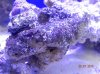 DSCN0493[1].