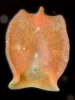 planaria.