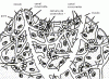 poriferos_org_leuconoide_119.