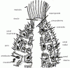 poriferos_org_siconoide_140.