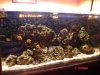 pecera_julio_02_07_031_238.