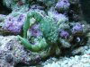 emerald_crab_354.
